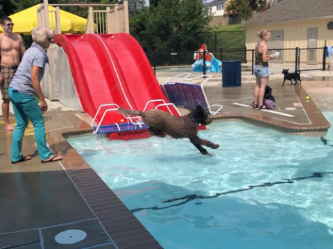 doggieswim