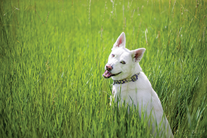 dog-white-in-grass-WEB