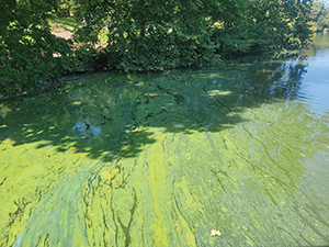 Algae-bloom-WEB